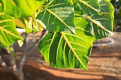 《Apex英雄》PS5分级完成 次世代版官宣不远了