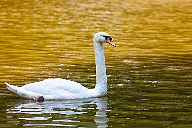 《宝可梦传说 Z-A》公布 2025年登陆Switch